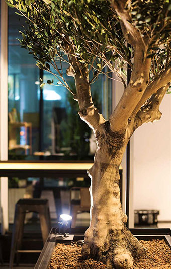 Devis gratuit : Moss Smart Nature, Lyon, MOSS SMART NATURE