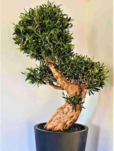 Scénographie végétale : les différentes prestations, Lyon, MOSS SMART NATURE