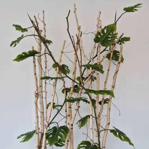 Création de structure végétalisée à Lyon, Lyon, MOSS SMART NATURE