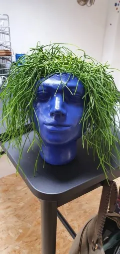 Décoration végétale stabilisée à Lyon, Lyon, MOSS SMART NATURE