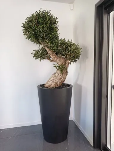 Végétaliser les locaux d'entreprise à Lyon, Lyon, MOSS SMART NATURE