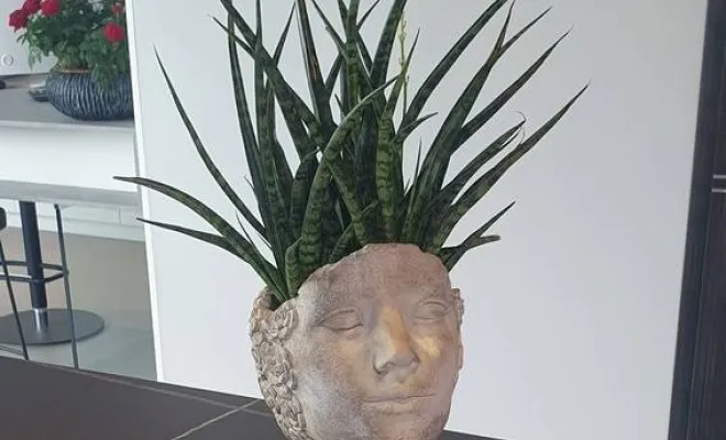 Décoration végétale stabilisée à Lyon, Lyon, MOSS SMART NATURE