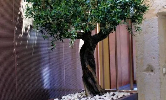 Arbres semi-naturels et plantes stabilisées, Lyon, MOSS SMART NATURE