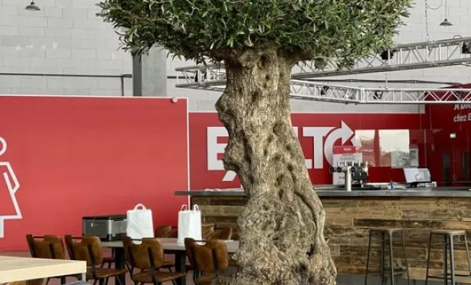 Arbres semi-naturels et plantes stabilisées, Lyon, MOSS SMART NATURE