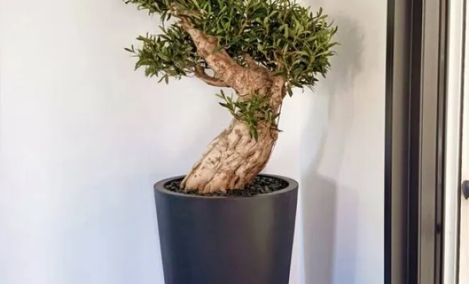 Arbres semi-naturels et plantes stabilisées, Lyon, MOSS SMART NATURE