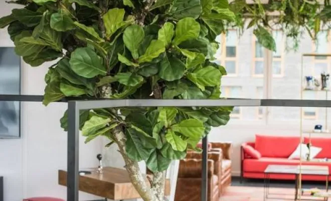 Arbres semi-naturels et plantes stabilisées, Lyon, MOSS SMART NATURE