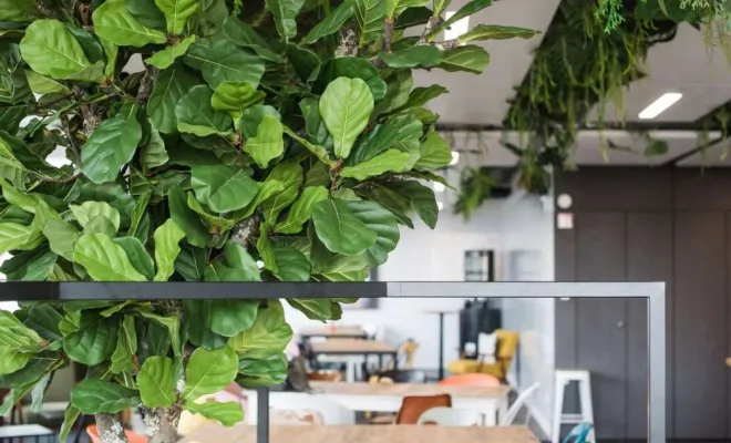 Arbres semi-naturels et plantes stabilisées, Lyon, MOSS SMART NATURE