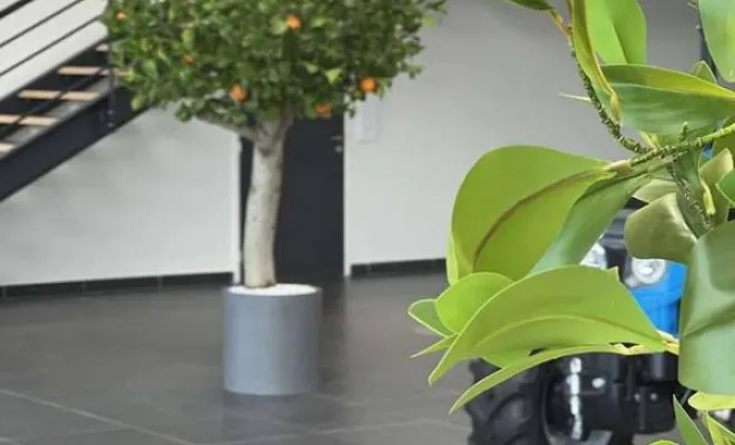 Arbres semi-naturels et plantes stabilisées, Lyon, MOSS SMART NATURE