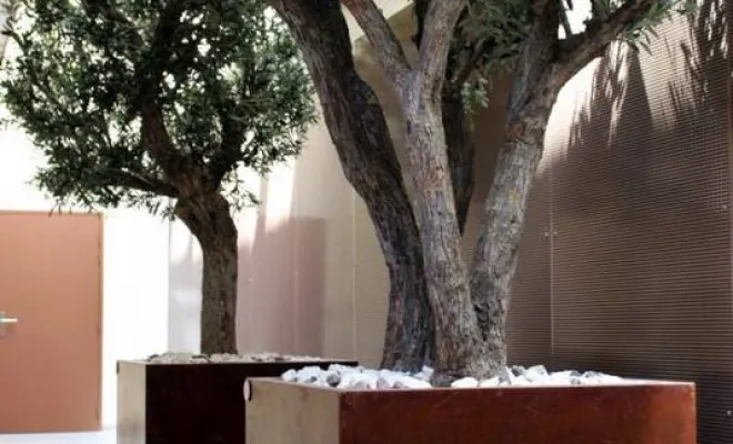 Arbres semi-naturels et plantes stabilisées, Lyon, MOSS SMART NATURE