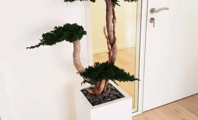 Arbres semi-naturels et plantes stabilisées, Lyon, MOSS SMART NATURE