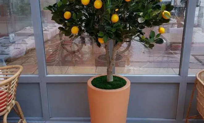 Arbres semi-naturels et plantes stabilisées, Lyon, MOSS SMART NATURE