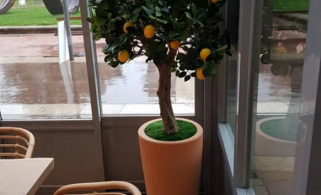 Arbres semi-naturels et plantes stabilisées, Lyon, MOSS SMART NATURE