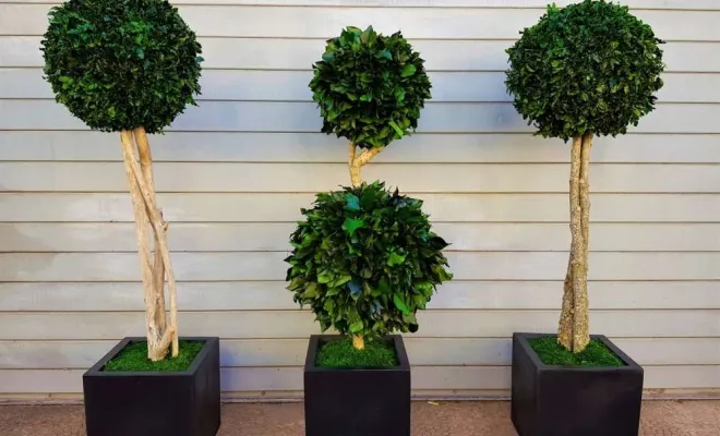 Arbres semi-naturels et plantes stabilisées, Lyon, MOSS SMART NATURE