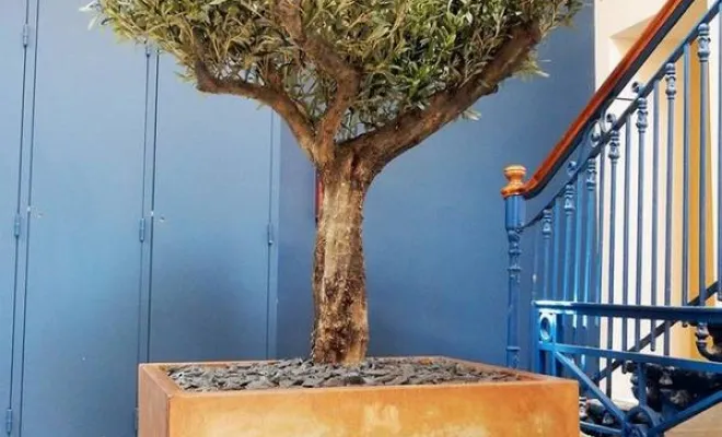 Arbres semi-naturels et plantes stabilisées, Lyon, MOSS SMART NATURE