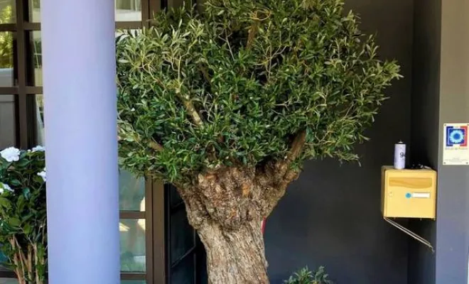 Arbres semi-naturels et plantes stabilisées, Lyon, MOSS SMART NATURE