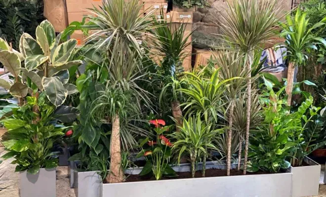 Jardinières, compositions et objets végétalisés, Lyon, MOSS SMART NATURE