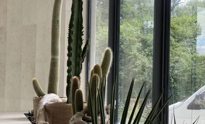 Jardinières, compositions et objets végétalisés, Lyon, MOSS SMART NATURE