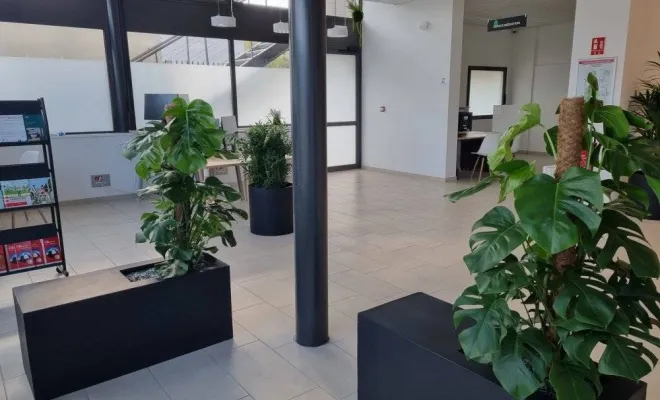 Jardinières, compositions et objets végétalisés, Lyon, MOSS SMART NATURE