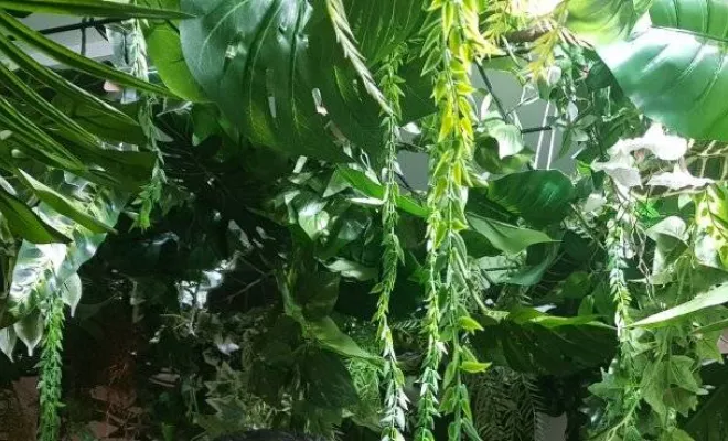 Plafond végétalisé, Lyon, MOSS SMART NATURE